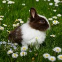 Spring Bunny Meadow Theme  screen for extension Chrome web store in OffiDocs Chromium