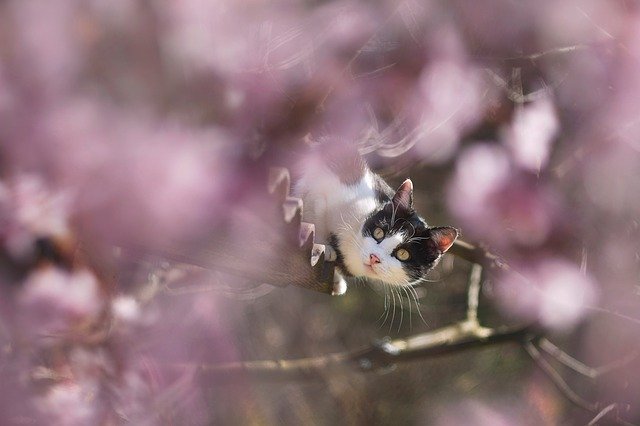 Free download spring cat flowers roof m42 pink free picture to be edited with GIMP free online image editor
