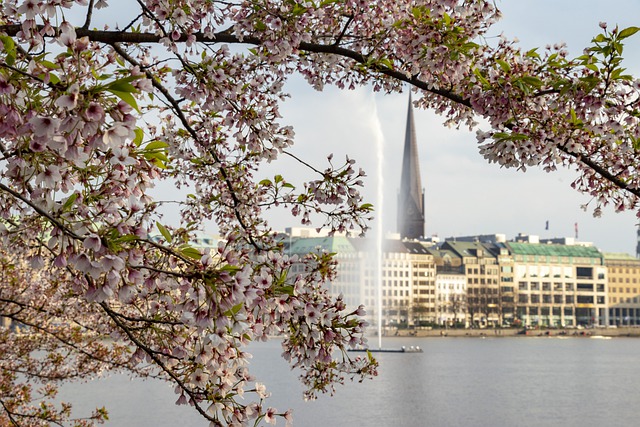 Бесплатно загрузите бесплатную картинку весеннего цветения сакуры в центре города для редактирования в бесплатном онлайн-редакторе изображений GIMP
