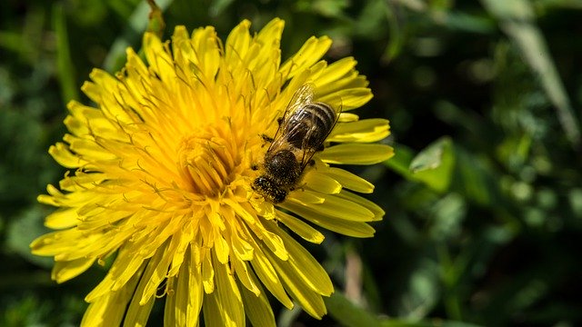 Free download spring dandelion pollination bee free picture to be edited with GIMP free online image editor