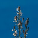 Spring Flower Grass  screen for extension Chrome web store in OffiDocs Chromium