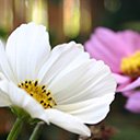 دانلود رایگان گل های بهار - عکس یا عکس رایگان رایگان برای ویرایش با ویرایشگر تصویر آنلاین GIMP