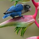 Spring flowers bloom  screen for extension Chrome web store in OffiDocs Chromium