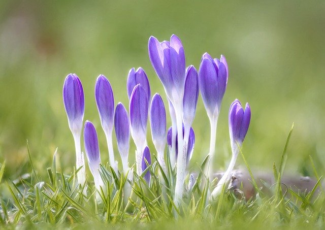 Free download spring flowers crocus purple free picture to be edited with GIMP free online image editor