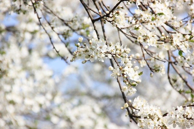 무료 다운로드 봄 꽃 식물 정원 자연 무료 사진 김프로 편집할 수 있는 무료 온라인 이미지 편집기