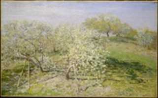 Free download Spring (Fruit Trees in Bloom) free photo or picture to be edited with GIMP online image editor