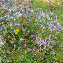 Spring grass flowers  screen for extension Chrome web store in OffiDocs Chromium