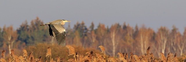 Descarga gratuita Spring Lake Grey Heron Flight: foto o imagen gratuita para editar con el editor de imágenes en línea GIMP
