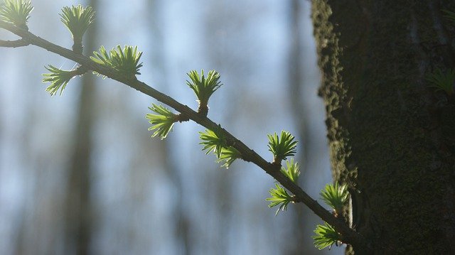 Free download spring larch twig forest trees free picture to be edited with GIMP free online image editor