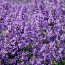 Spring purple flower field  screen for extension Chrome web store in OffiDocs Chromium