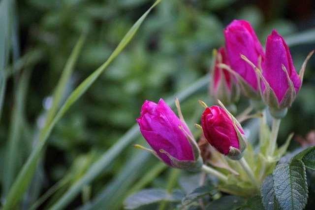 免费下载春天玫瑰花朵母亲免费照片模板，使用 GIMP 在线图像编辑器进行编辑