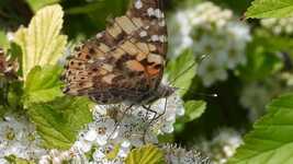 הורדה חינם Spring The Butterfly Drinks - סרטון חינם לעריכה עם עורך וידאו מקוון של OpenShot