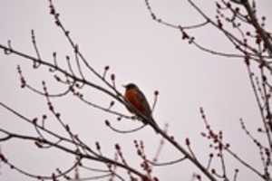 Бесплатно скачать Springtime Robin бесплатное фото или изображение для редактирования с помощью онлайн-редактора изображений GIMP