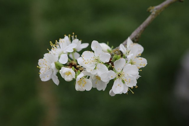 Muat turun percuma gambar percuma alam bunga putih musim bunga untuk diedit dengan editor imej dalam talian percuma GIMP