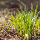 Sprouts in the sun  screen for extension Chrome web store in OffiDocs Chromium
