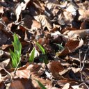 Sprouts under dry leaves  screen for extension Chrome web store in OffiDocs Chromium