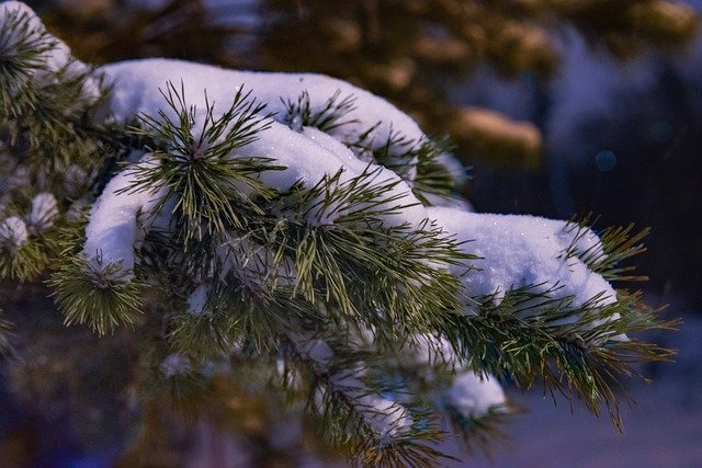 Free download spruce winter snow nature tree free picture to be edited with GIMP free online image editor