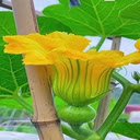 Squash flower wallpaper  screen for extension Chrome web store in OffiDocs Chromium