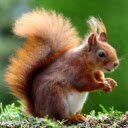 Squirrel  screen for extension Chrome web store in OffiDocs Chromium