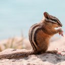 Squirrel  screen for extension Chrome web store in OffiDocs Chromium