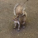 Squirrel and bushy tail  screen for extension Chrome web store in OffiDocs Chromium