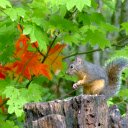 Squirrel and leaves  screen for extension Chrome web store in OffiDocs Chromium