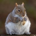 Squirrel and peanut  screen for extension Chrome web store in OffiDocs Chromium