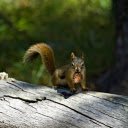Squirrel and pinecone  screen for extension Chrome web store in OffiDocs Chromium