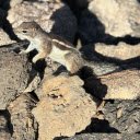 Squirrel and the Rocks  screen for extension Chrome web store in OffiDocs Chromium