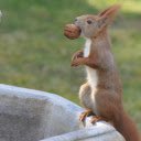 Squirrel and Walnut  screen for extension Chrome web store in OffiDocs Chromium