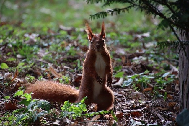 Free download squirrel animal rodent forest floor free picture to be edited with GIMP free online image editor