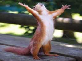 Free download squirrel-appeals-its-nutmost-to-higher-power-1340124608-6836 free photo or picture to be edited with GIMP online image editor
