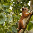 Squirrel climbing a tree  screen for extension Chrome web store in OffiDocs Chromium