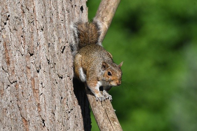 Free download squirrel douglas squirrel mammal free picture to be edited with GIMP free online image editor