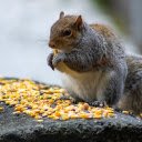 Squirrel Eating Corn  screen for extension Chrome web store in OffiDocs Chromium
