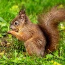 Squirrel Eating Nuts  screen for extension Chrome web store in OffiDocs Chromium