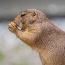 Squirrel eats carrots  screen for extension Chrome web store in OffiDocs Chromium
