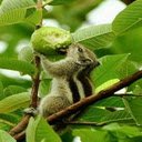 Squirrel gnawing guava wallpaper  screen for extension Chrome web store in OffiDocs Chromium