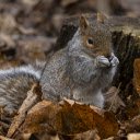 Squirrel looking for food  screen for extension Chrome web store in OffiDocs Chromium