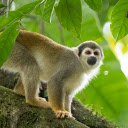 Squirrel monkey with dirty mouth  screen for extension Chrome web store in OffiDocs Chromium