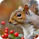 squirrel natural habitat  screen for extension Chrome web store in OffiDocs Chromium