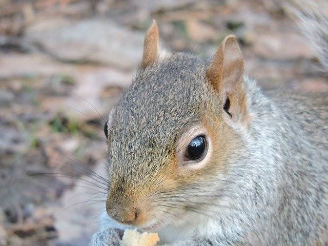 ດາວ​ໂຫຼດ​ຟຣີ Squirrel Nature Park - ຮູບ​ພາບ​ຟຣີ​ຫຼື​ຮູບ​ພາບ​ທີ່​ຈະ​ໄດ້​ຮັບ​ການ​ແກ້​ໄຂ​ກັບ GIMP ອອນ​ໄລ​ນ​໌​ບັນ​ນາ​ທິ​ການ​ຮູບ​ພາບ​