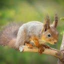 Squirrel on a small tree branch  screen for extension Chrome web store in OffiDocs Chromium