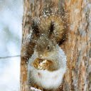 Squirrel playing in the snow  screen for extension Chrome web store in OffiDocs Chromium