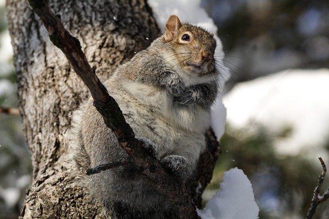 Free download squirrel rodent animal nature free picture to be edited with GIMP free online image editor