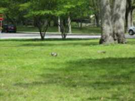 Free download Squirrels at Roger Williams Park free photo or picture to be edited with GIMP online image editor