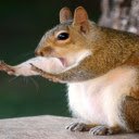 Squirrel: The Agile and Playful Tree Acrobat  screen for extension Chrome web store in OffiDocs Chromium