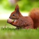 Squirrel: The Energetic and Clever Climber  screen for extension Chrome web store in OffiDocs Chromium