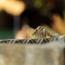 Squirrel Theme  screen for extension Chrome web store in OffiDocs Chromium