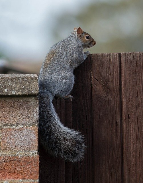 Descarga gratuita Squirrel Wall Fence: foto o imagen gratuita para editar con el editor de imágenes en línea GIMP
